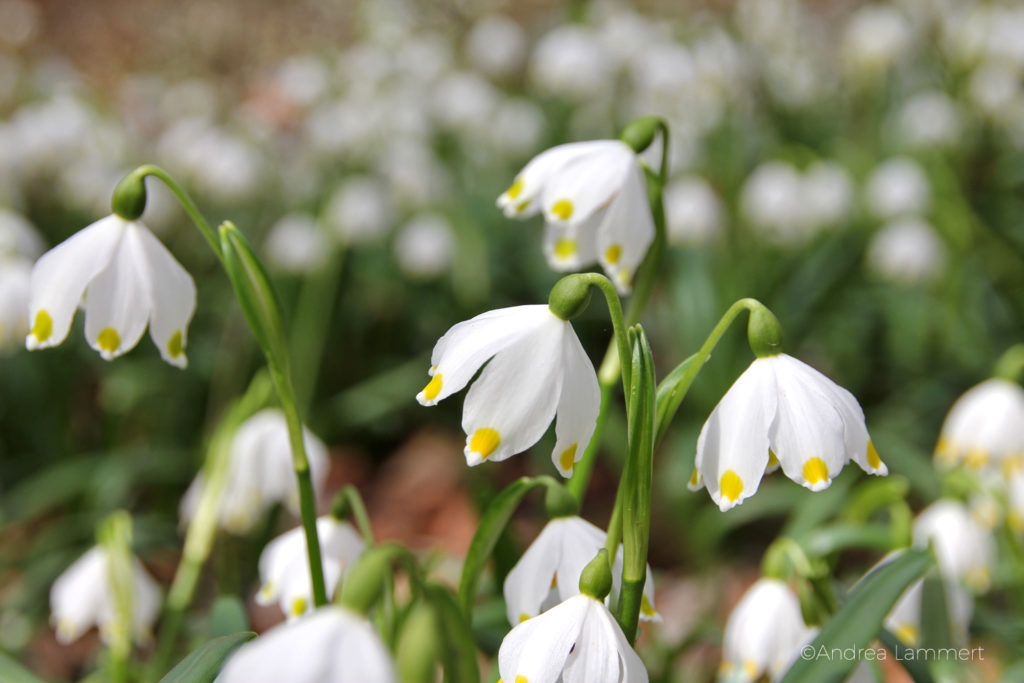Hameln schweineberg Märzenbecherblüte