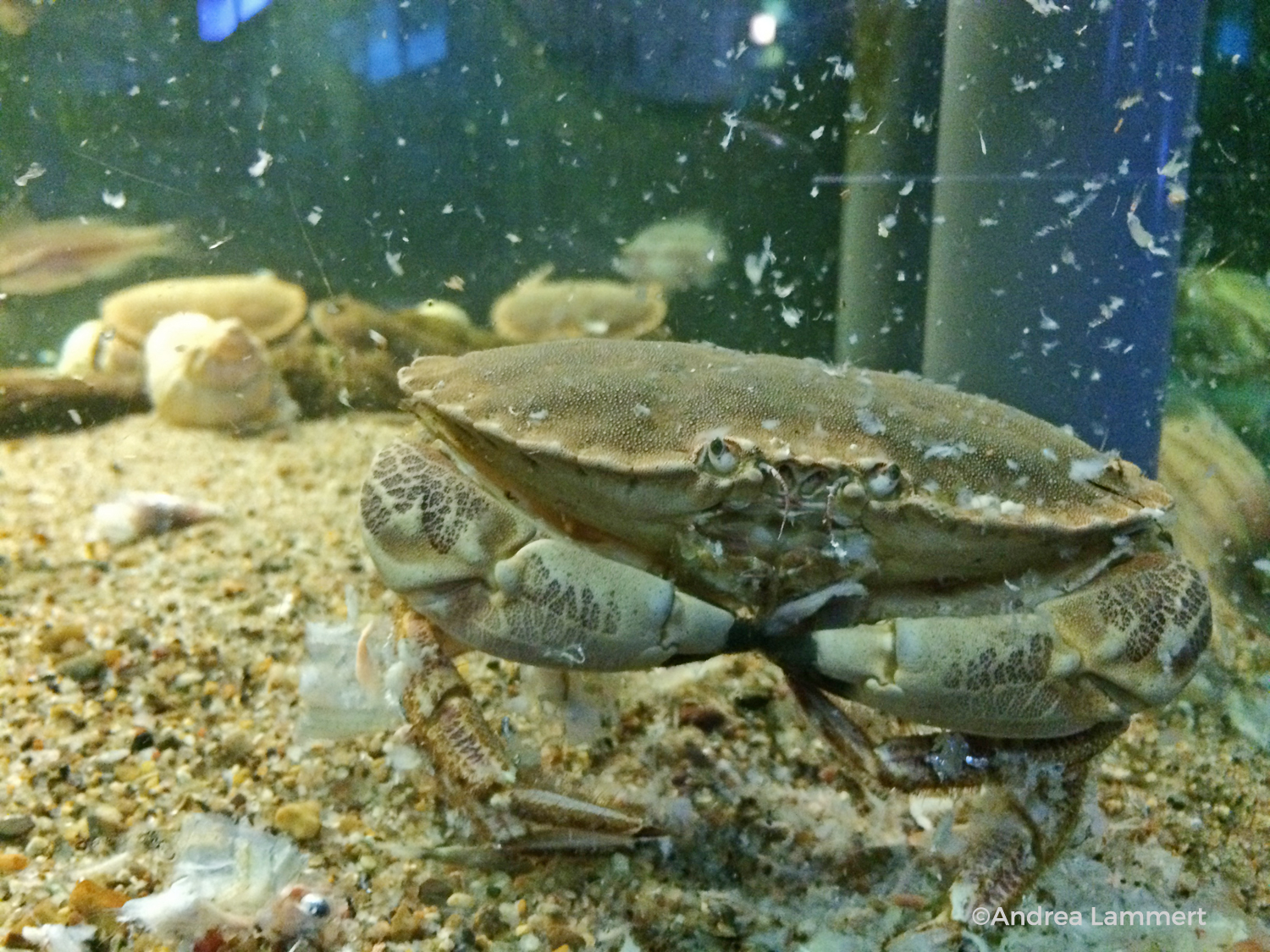 Däbemark, Limfjord, Tipps für Familien, Tyboron, Kystcentret, Museum, Nordsee