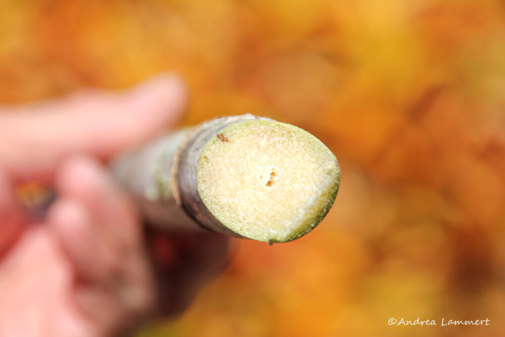 Zucker aus Mauritius, Zuckerrohr, Zuckerernte, Zuckermuseum, Aventure du Sucre