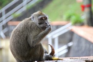 Mauritius Tierwelt, Birdwatching, Javaneseraffe im Regen