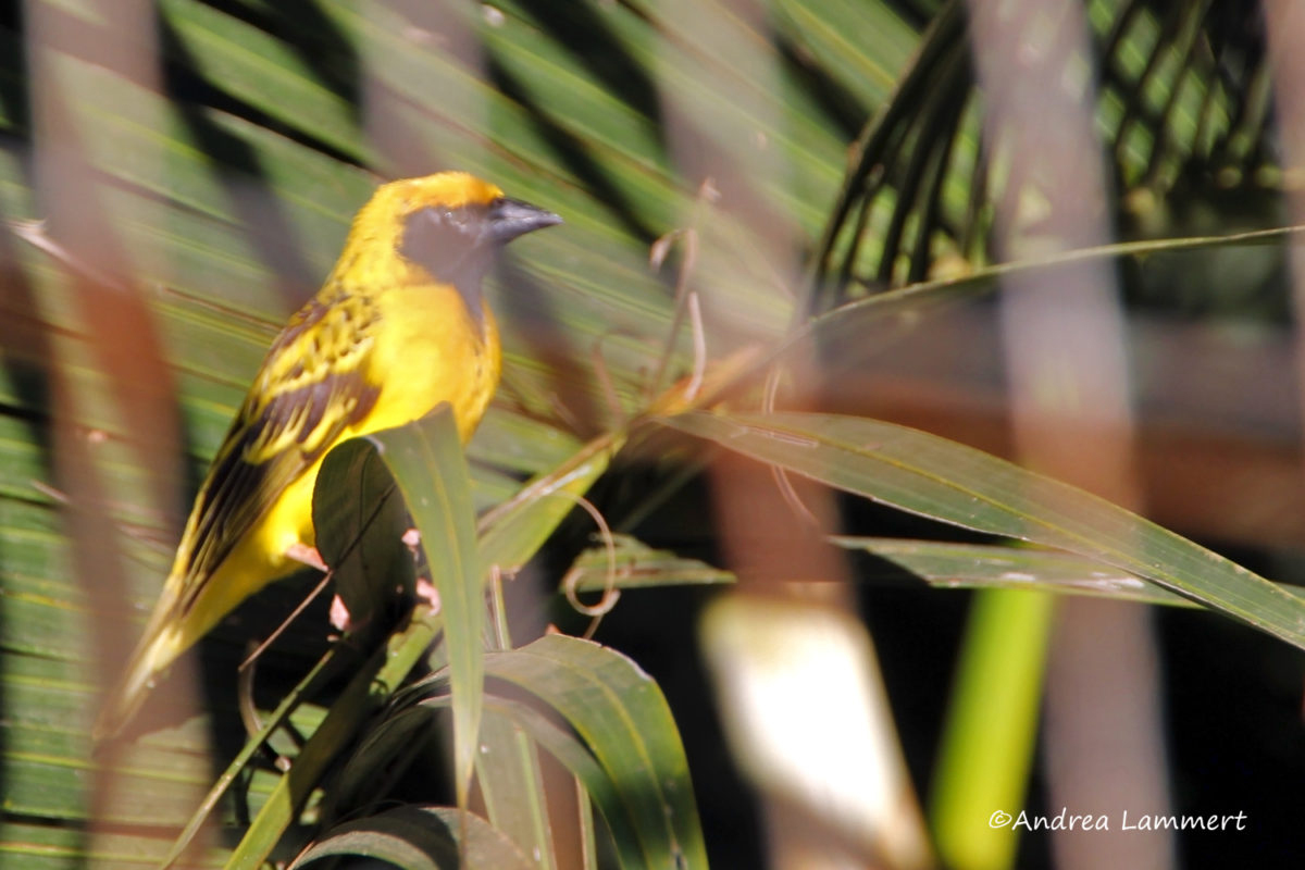 Mauritius Tierwelt, Birdwatching, Dorfweber