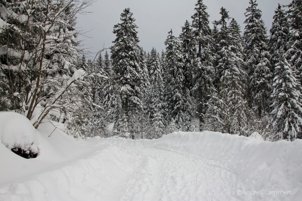 Winter im Harz: Rodeln entlang der Hühnerbrühe im Odertal