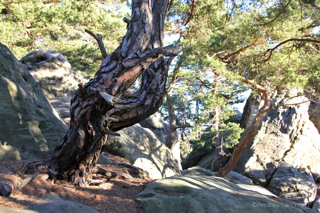 Teufelsmauer Timmenrode, Harz, Blankenburg, Hamburger Wappen,
