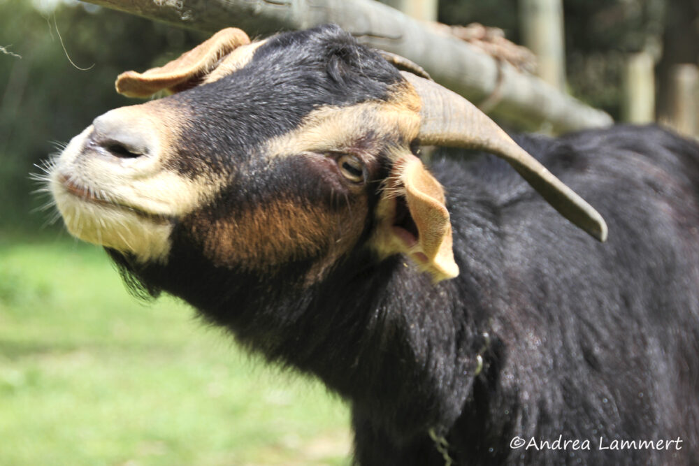Evia, Euböa, Berryland, Landwirtschaft, Superfood, Tipps für Eubäöa, Ziege