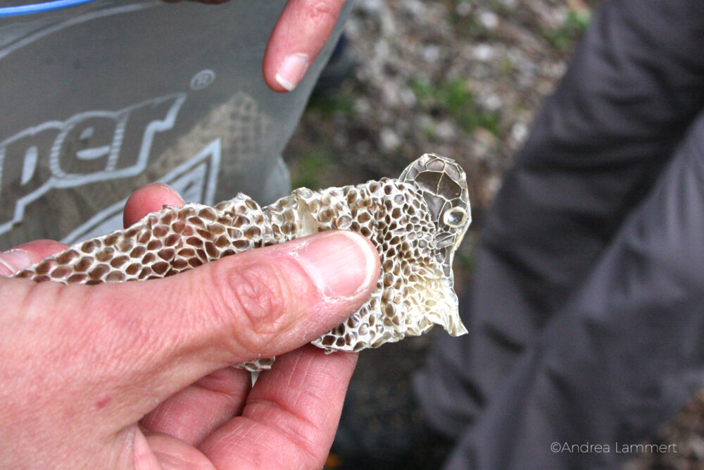 Weissensee, Umweltschutz, Peter Sorger, Floßsafari