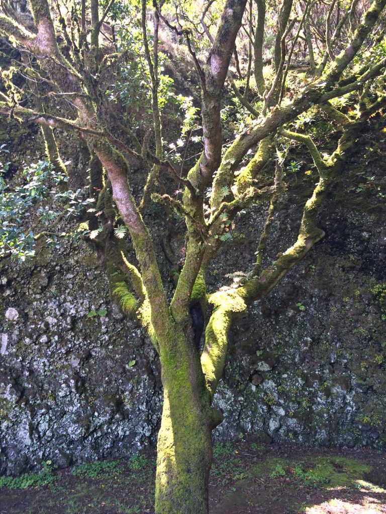 El Hierro, Regenbaum, Garoe
