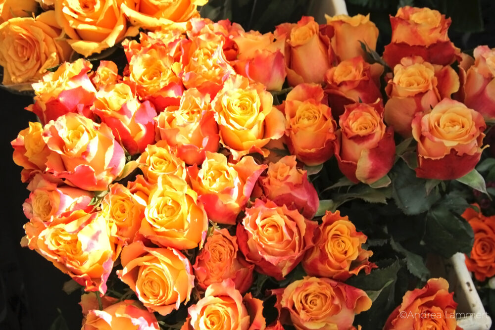 Hannover-Linden, Lindener Markt, Rosen