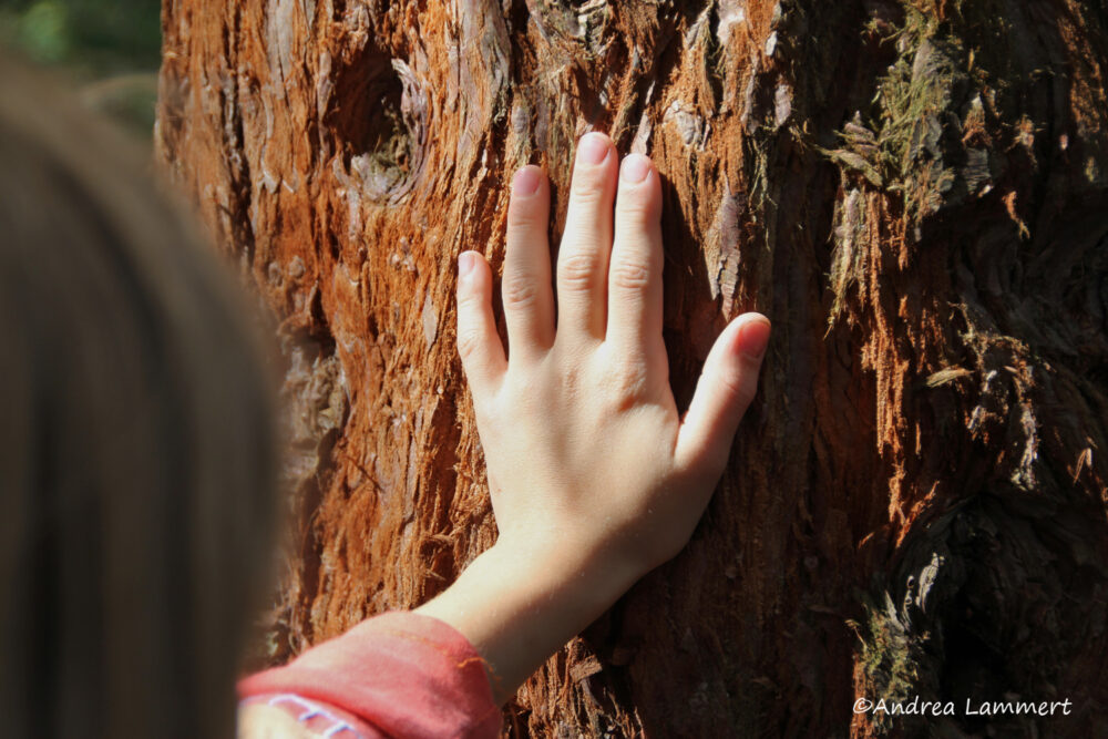 Bad Grund, Harz, Weltenwald
