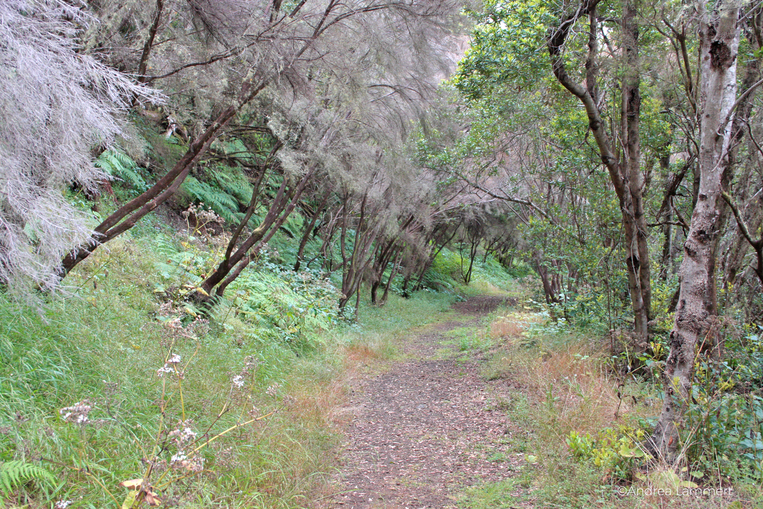 El Hierro, Wandern, kanarische Inseln, Magische Plätze auf El Hierro, Baumheide