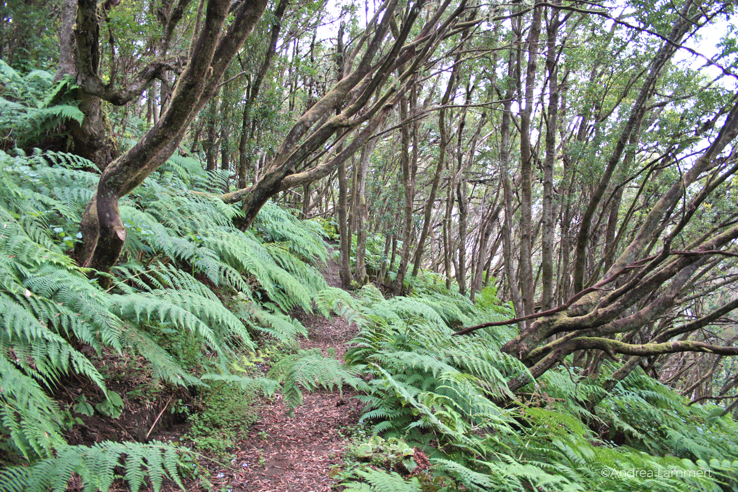 El Hierro, Wandern, kanarische Inseln, Magische Plätze auf El Hierro, Weg nach La Llania