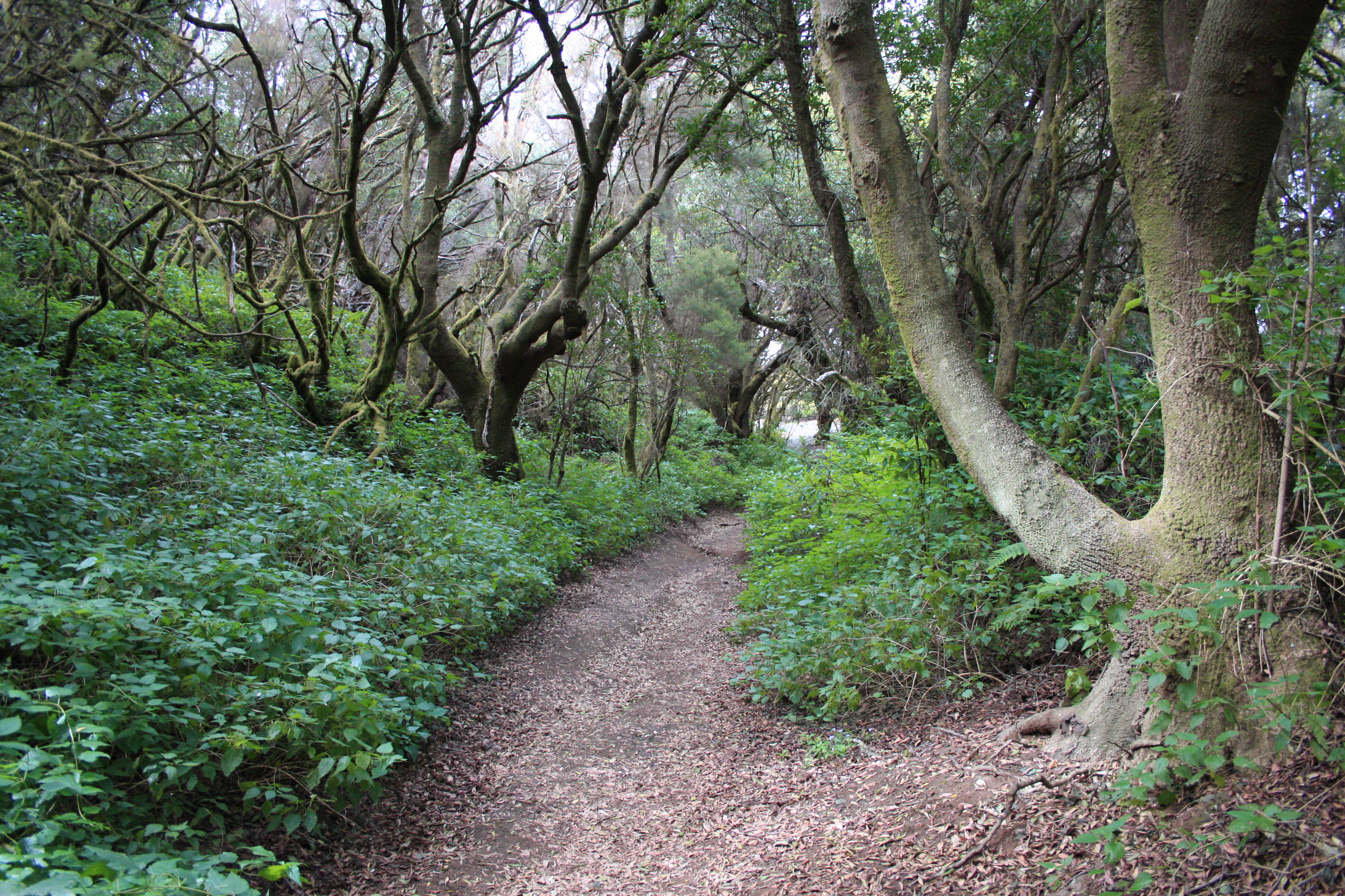 El Hierro, Wandern, kanarische Inseln, Magische Plätze auf El Hierro, Weg nach La Llania