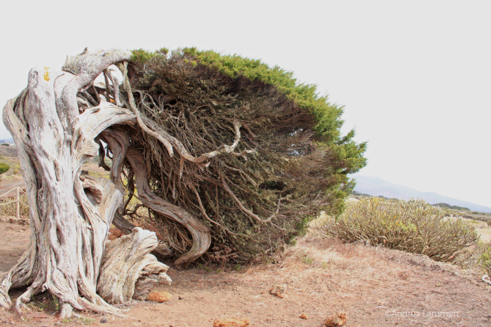 La Sabina, El Hierro, Wandern, kanarische Inseln, Magische Plätze auf El Hierro, Weg nach La Llania