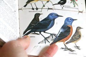Tipps zur Vogelbeobachtung, das richtige Buch