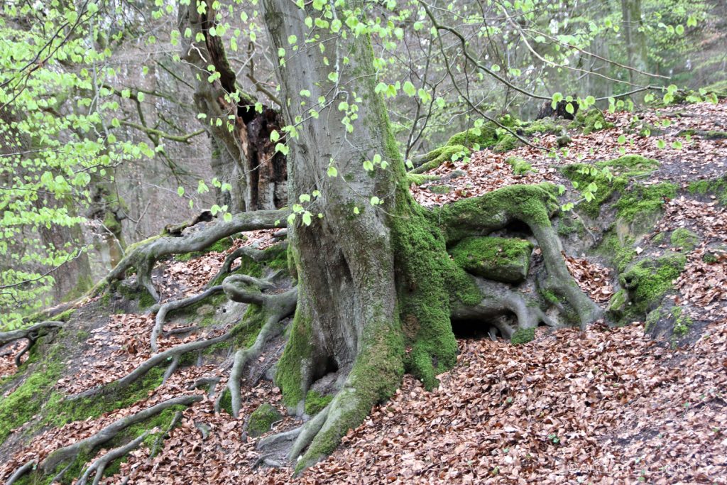Externsteine, Wandern Teutoburger Wald, Bad Meinberg, Bäume um die Steine