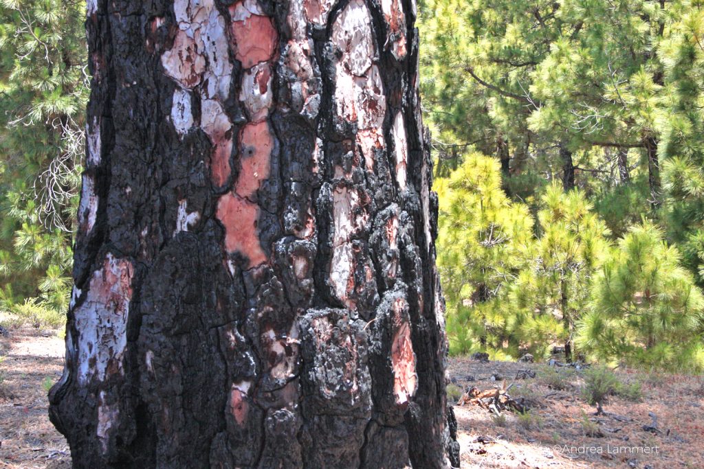 La Sabina, El Hierro, Wandern, kanarische Inseln, Magische Plätze auf El Hierro, feuerfeste Pinien, El Pinar