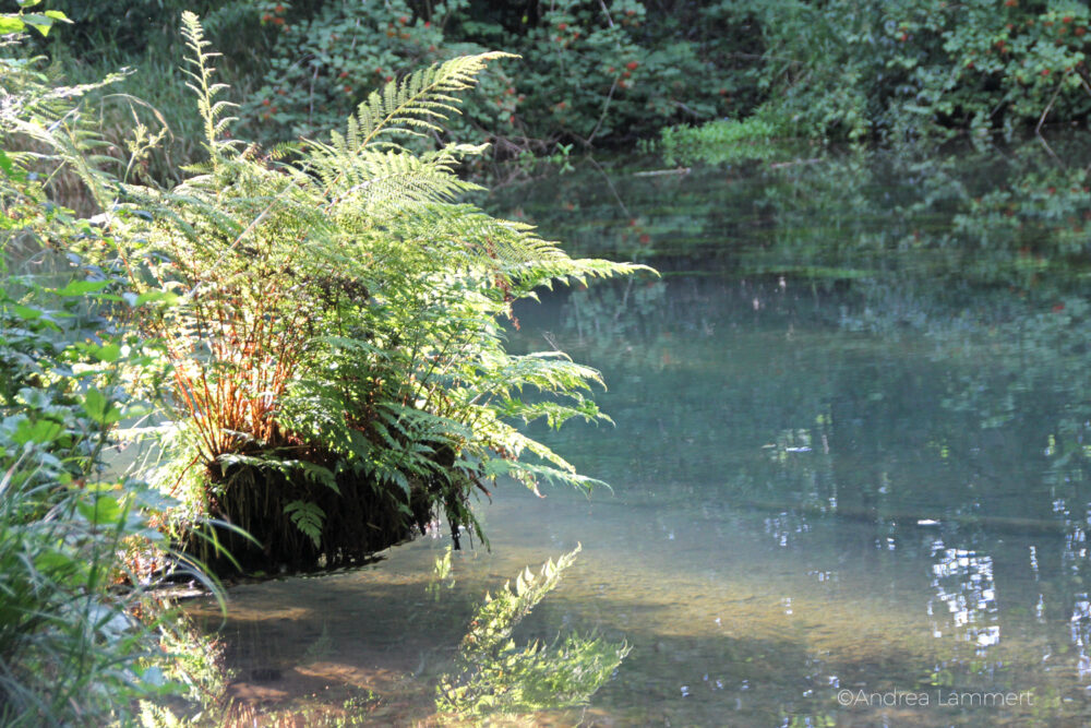 Rhumequelle, Rhumspringe, Kraftort Rhumequelle, Harzvorland