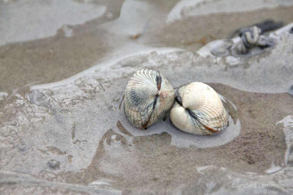 Muscheln, Wattenmeer, Schadstoffe, Klärwerk, Muschelessen