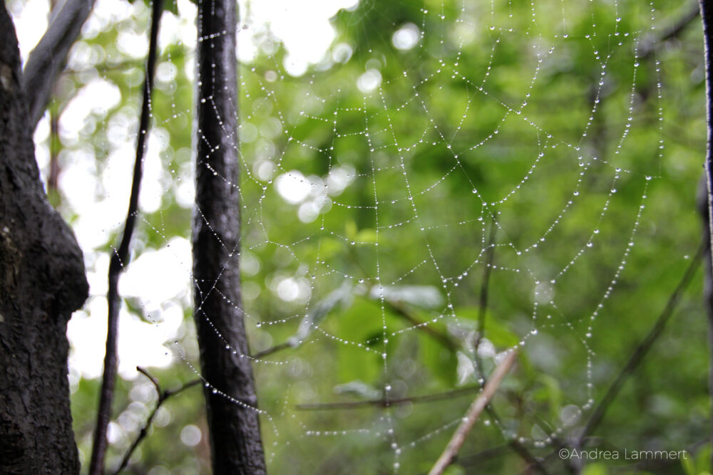 Juist, Elfenspaziergang, Kraftplätze auf Juist, Astrid Witschorke