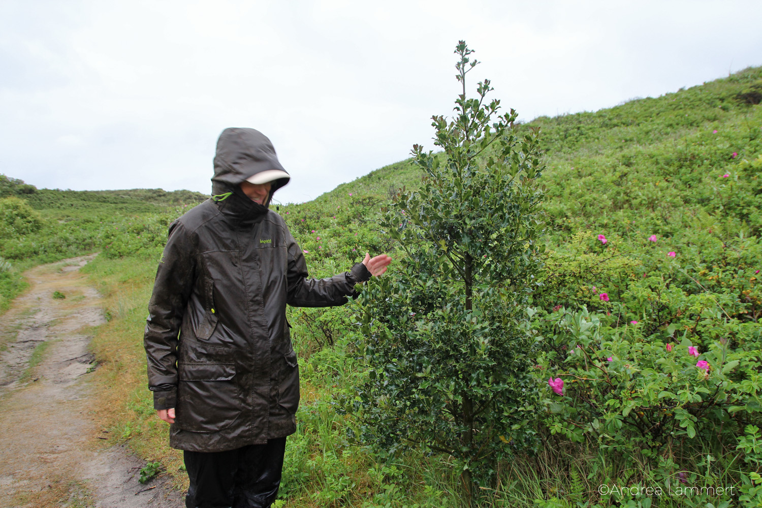 Juist, Elfenspaziergang, Kraftplätze auf Juist, Astrid Witschorke