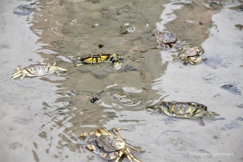 Juist, Wattwanderung mit Heino,