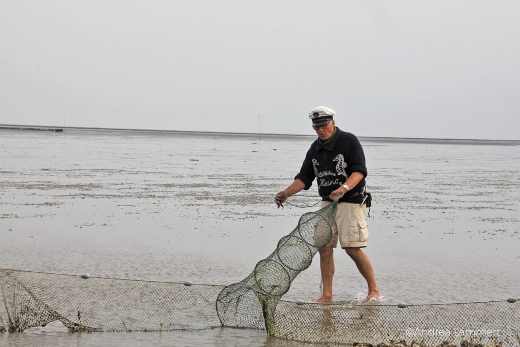 Juist, Wattwanderung mit Heino,