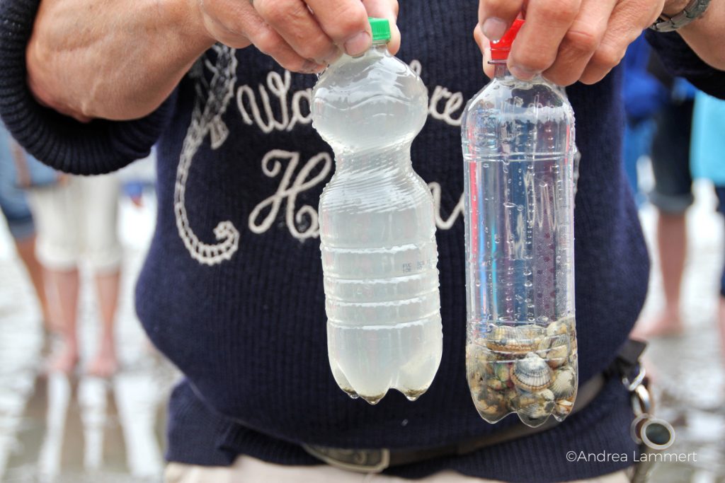 Juist, Wattwanderung mit Heino, Es har funktioniert, die Muscheln haben das Wasser gefiltert.