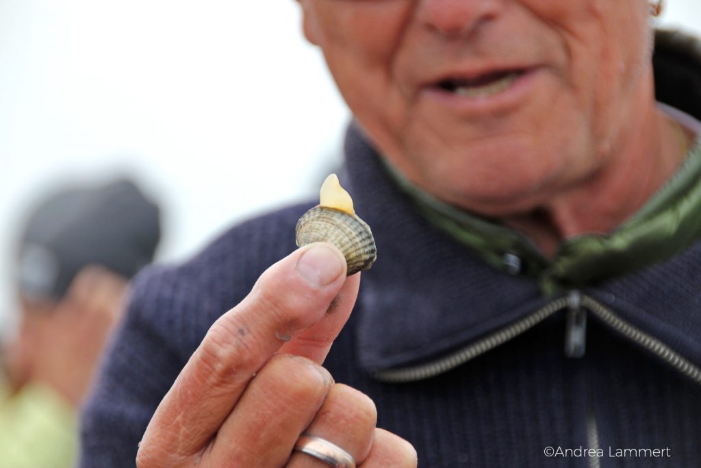 Juist, Wattwanderung mit Heino,