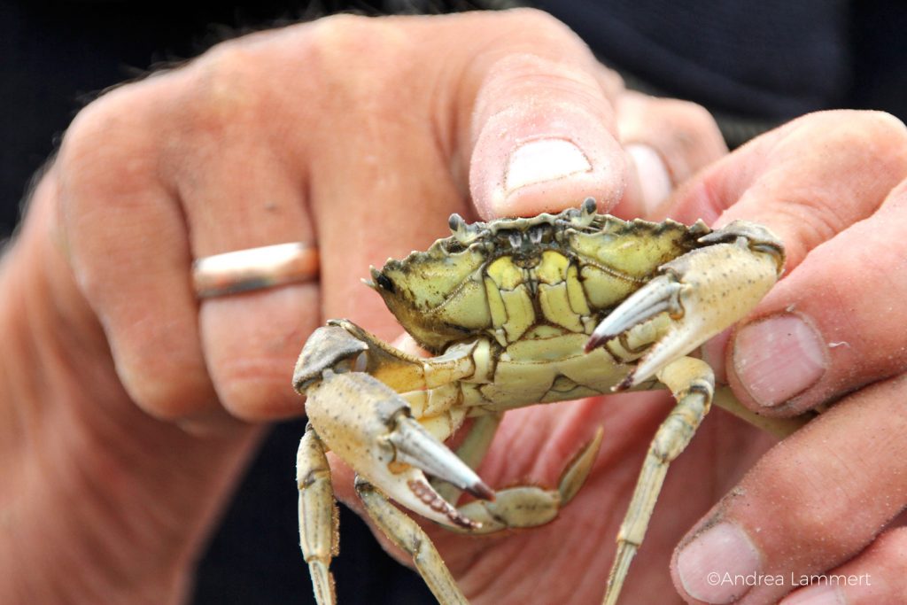 Juist, Wattwanderung mit Heino,