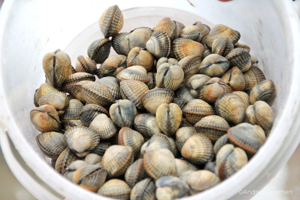 Juist, Wattwanderung mit Heino,