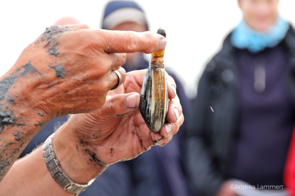 Juist, Wattwanderung mit Heino,Juist, Wattwanderung mit Heino,Juist, Wattwanderung mit Heino, Sandklaffmuschel mit eingezogenem Sipho