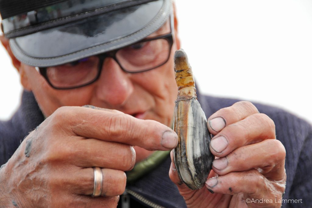 Juist, Wattwanderung mit Heino, Juist, Wattwanderung mit Heino, Sandklaffmuschel mit eingezogenem Sipho