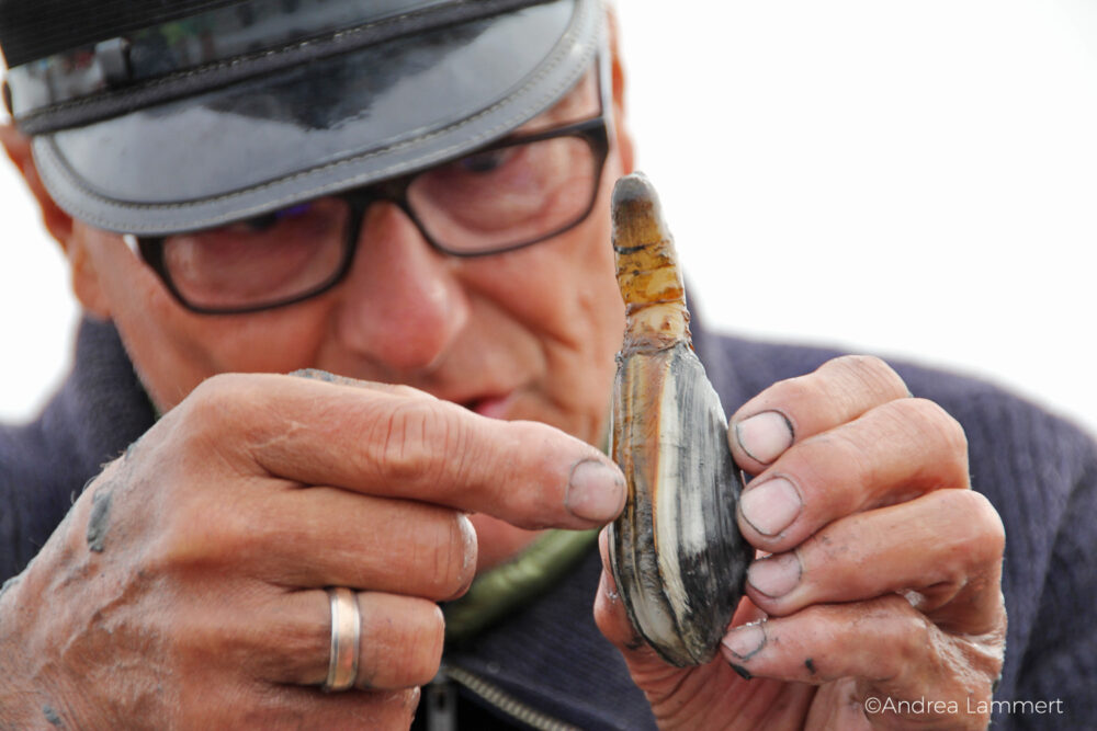 Juist, Wattwanderung mit Heino, Juist, Wattwanderung mit Heino, Sandklaffmuschel mit eingezogenem Sipho