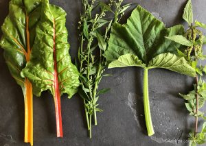 Alternativen zu Spinat: Mangold, Melde, Brennnessel und Kürbisblätter