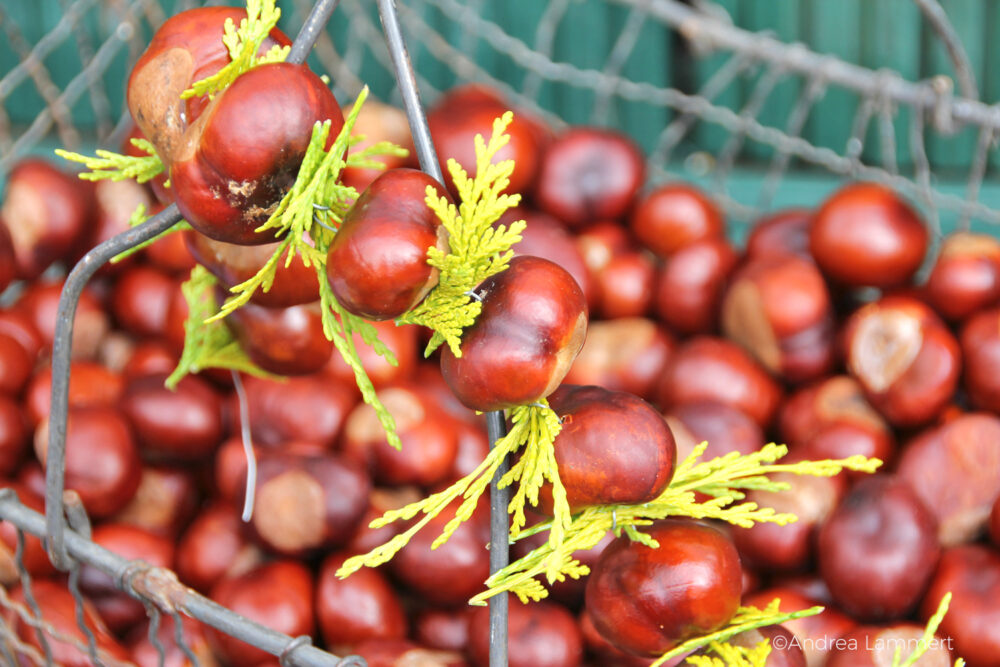 Basteln mit Kastanien, Basteln mit Walnüssen, Basteln mit Bucheckern, Bucheckermännchen, Kastanienwichtel