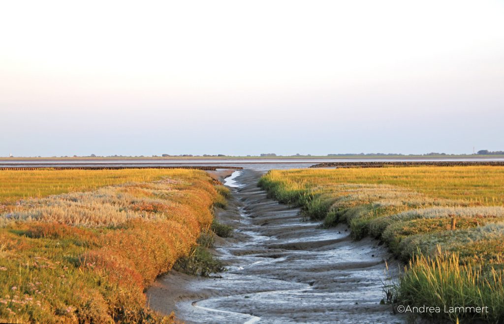 Nordstrandischmoor, Hallig, Nordsee, Wattenmeer, Wattwanderung
