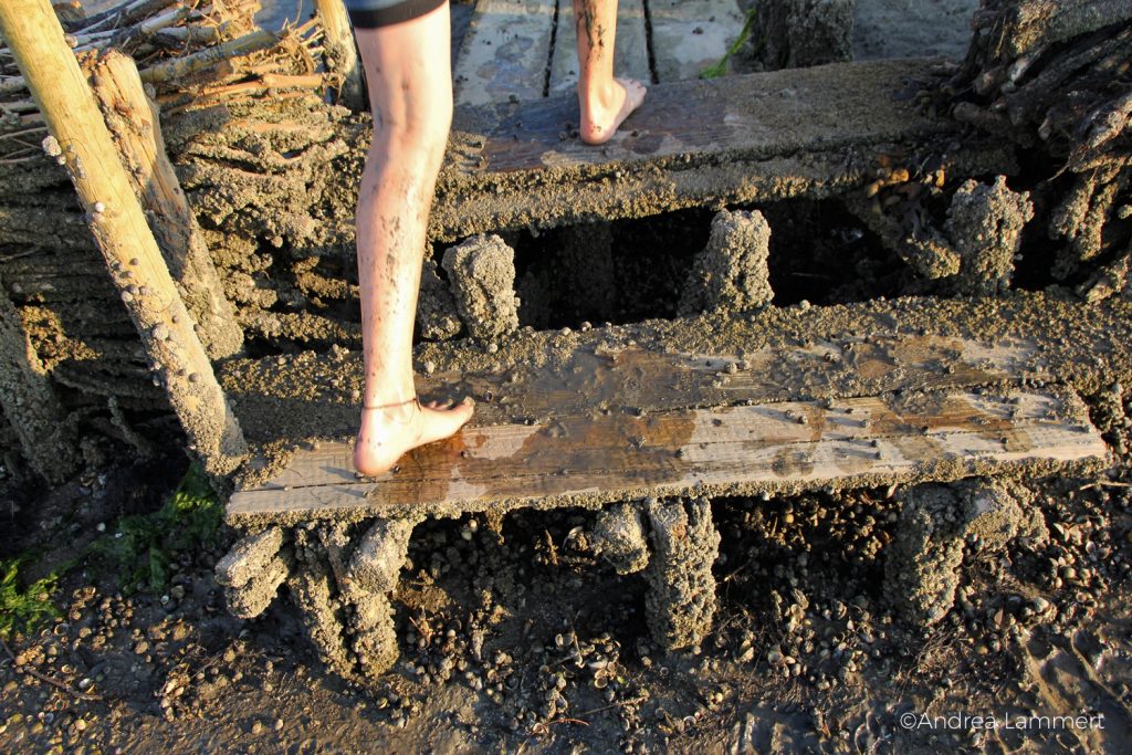 Nordstrandischmoor, Hallig, Nordsee, Wattenmeer, Wattwanderung