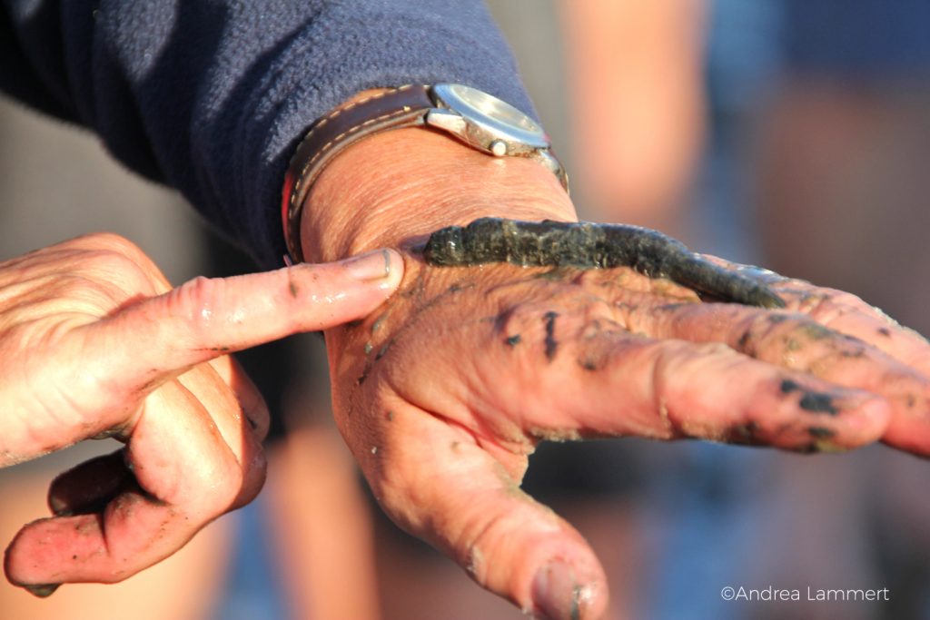 Nordstrandischmoor, Hallig, Nordsee, Wattenmeer, Wattwanderung