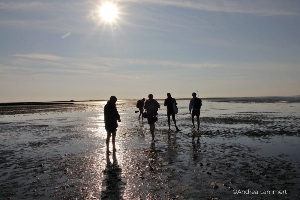 Nordstrandischmoor, Hallig, Nordsee, Wattenmeer, Wattwanderung