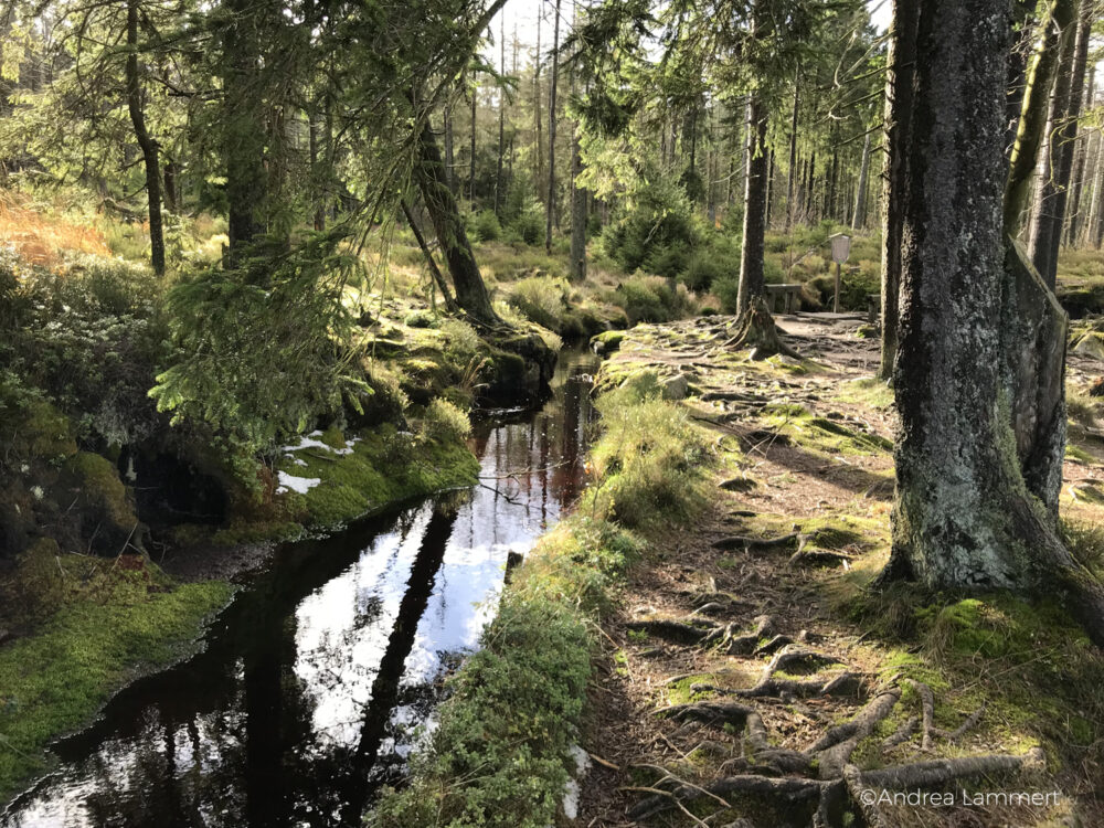 Harz, Brockenwanderung, Goetheweg, Torfhaus-Brocken