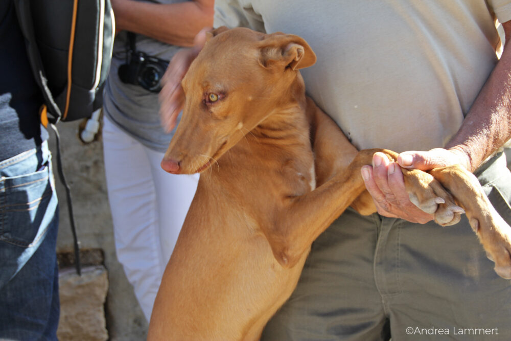 Malta, Ausflug ins Hinterland, Mgarr, Bauernhof., Mdina, Rabat, Weingut