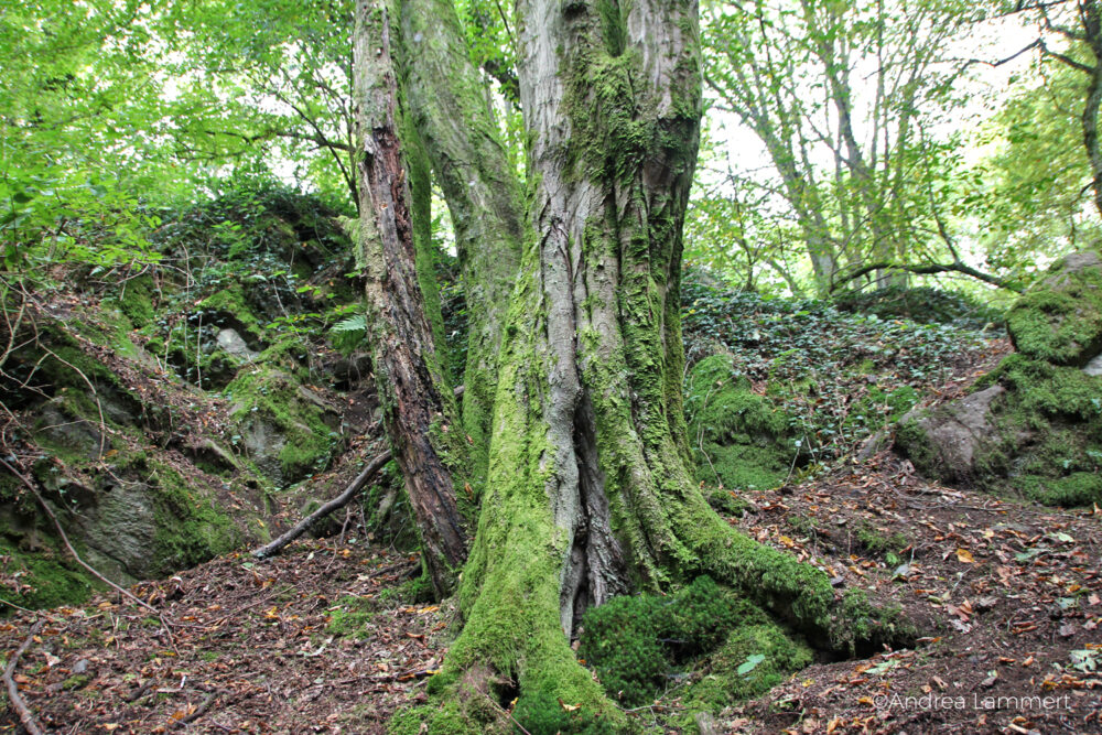 Beilstein, Spessart, Jossgrund, Axel Trapp, Wildnispädagogik