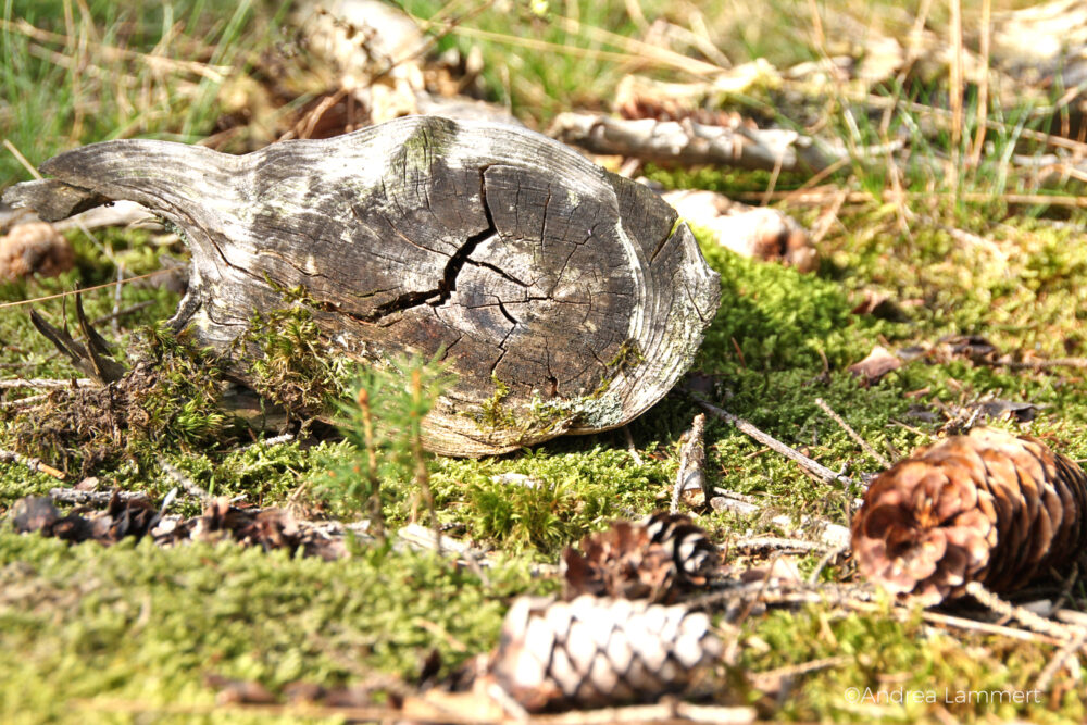 Waldbaden: Eintauchen in die Welt der Bäume Waldbaden im Spessart, Flöhrsbachtal, Waldtherapie, Hessen