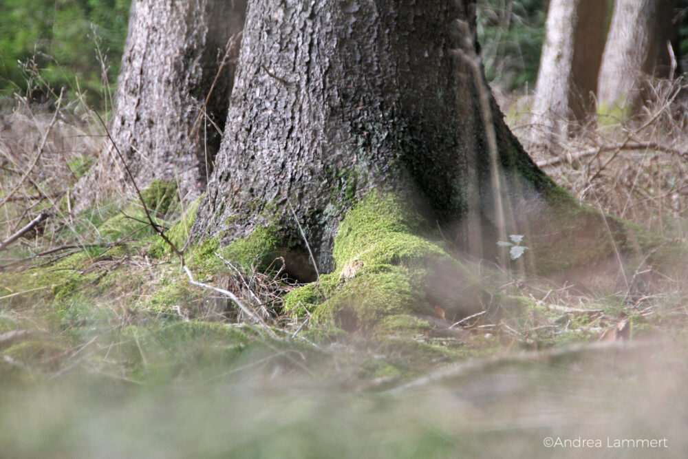 Waldbaden im Spessart, Flöhrsbachtal, Waldtherapie, Hessen