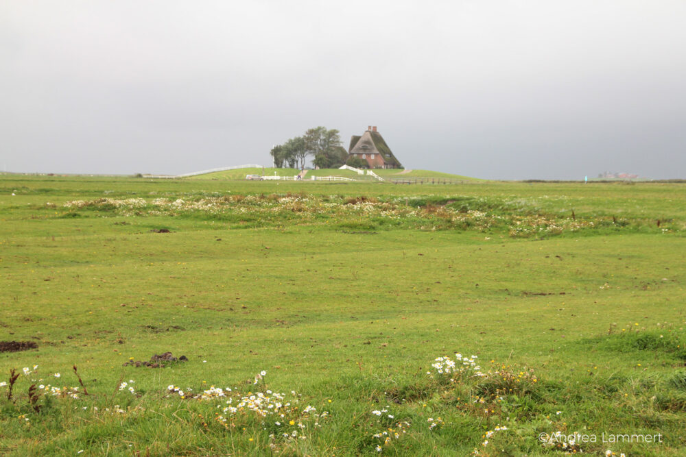 Hanswarft auf der Hallig Hooge in der Nordsee,