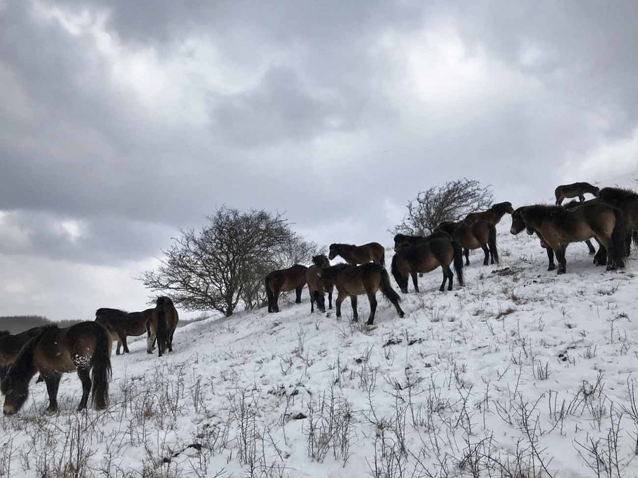 Langeland, Wilde Pferde, Exmoor-Ponys