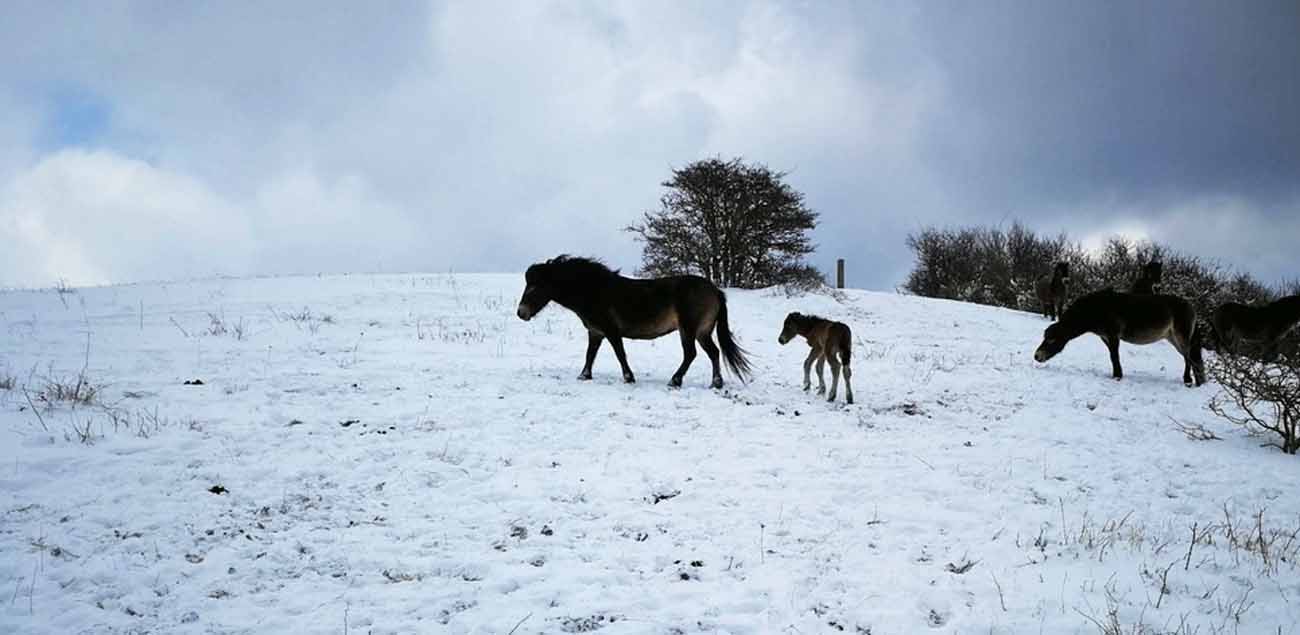 Langeland, Wilde Pferde, Exmoor-Ponys