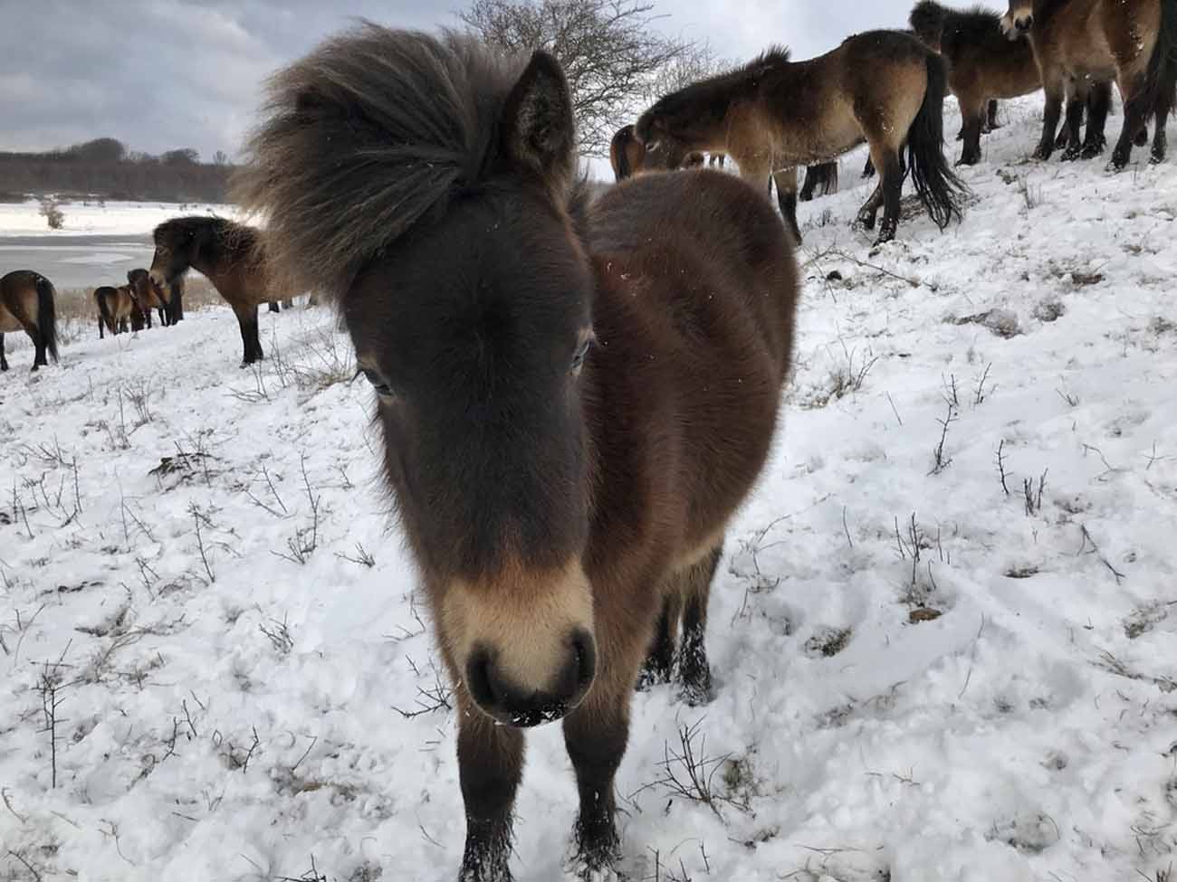 Langeland, Wilde Pferde, Exmoor-Ponys