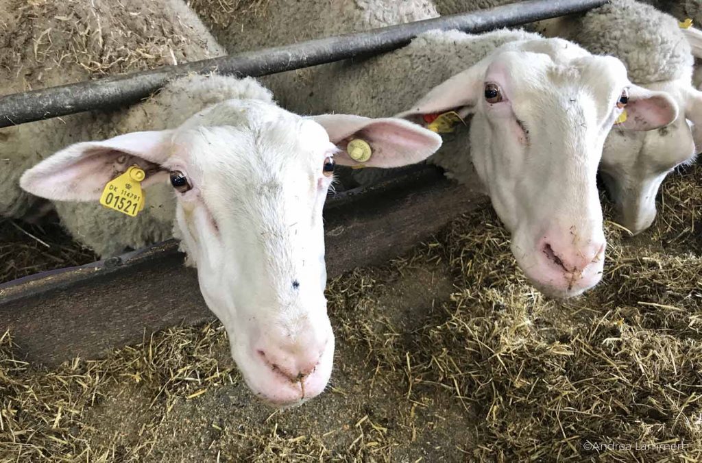 Dänemark, Lolland im Winter, Demeter-Bauernhof Knuthenlund