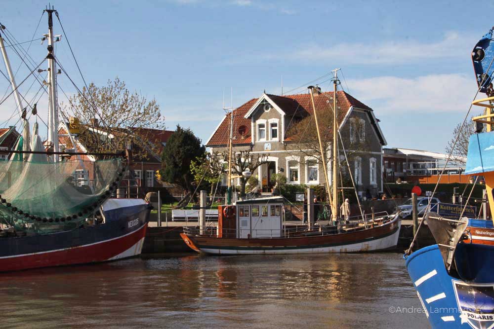 Nordsee, Wangerland, Harle, Harlingersiel, Carolinensiel, Schafe am Deich