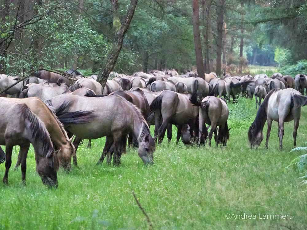 Wildpferde Deutschland: Im Merfelder Bruch bei Dülmen leben die grau gefärbten Tiere ganz auf sich gestellt.
